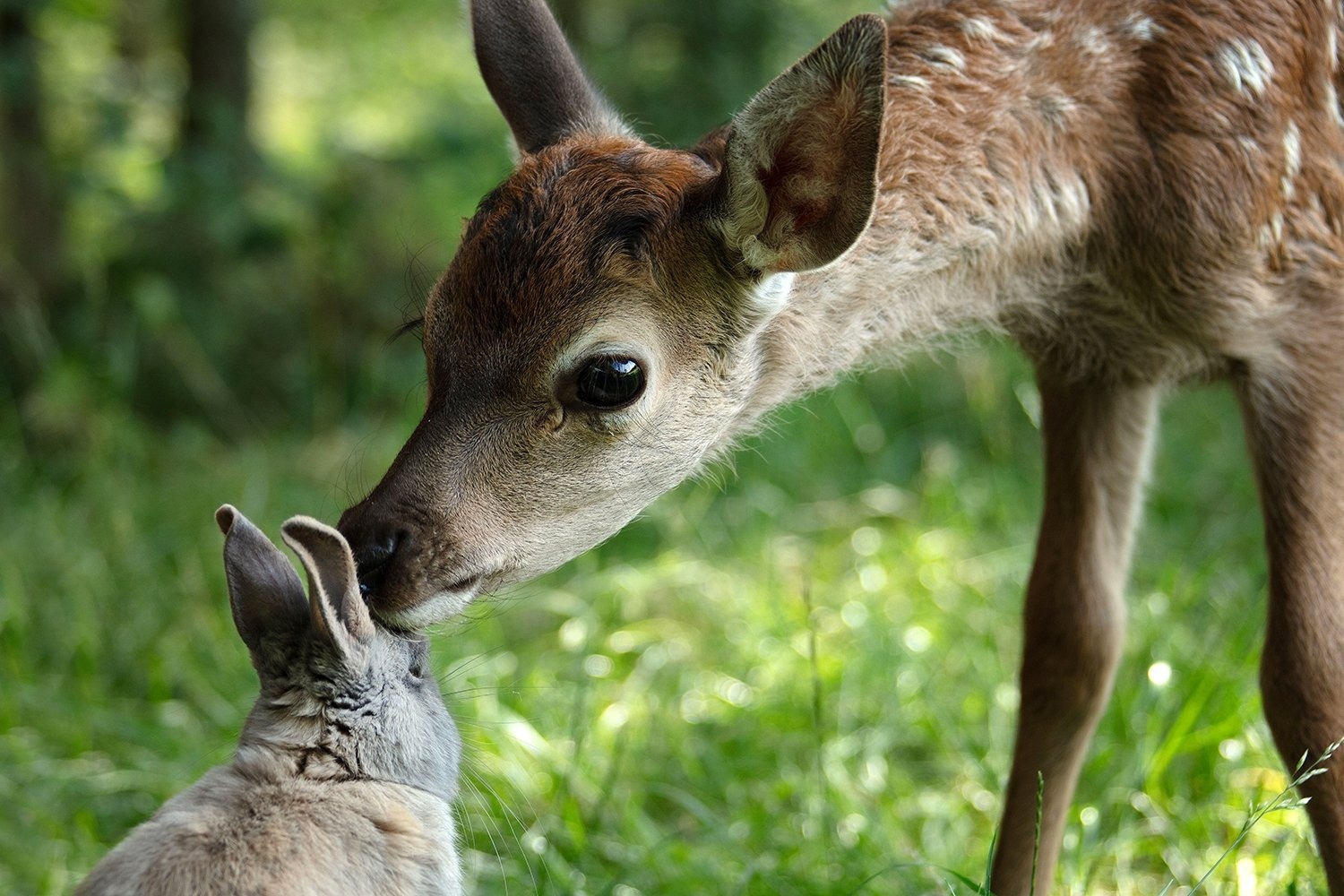 Bambi. Opowieść leśna